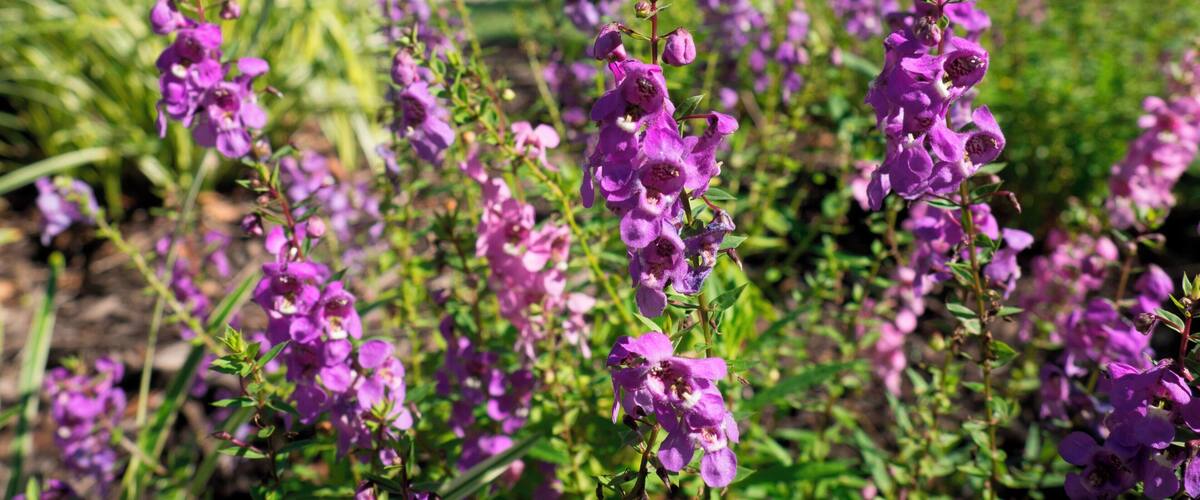 Purple flowers in a garden with green foliage and a building in the background.