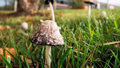 Mushrooms on campus.