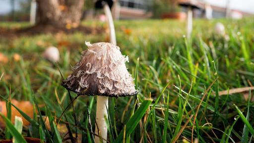 Mushrooms on campus.