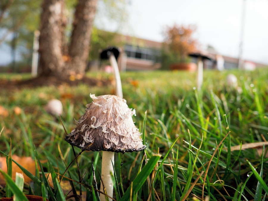 Mushrooms on campus.