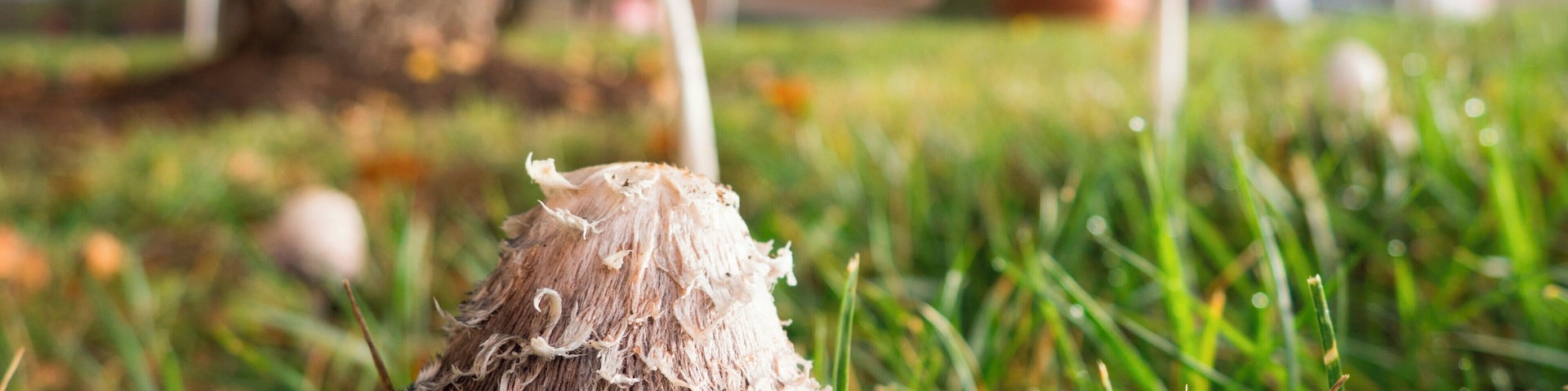 Mushrooms on campus.