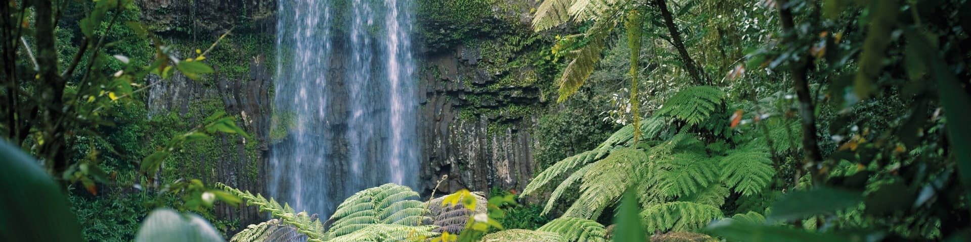 A waterfall surrounded by lush greenery and ferns.