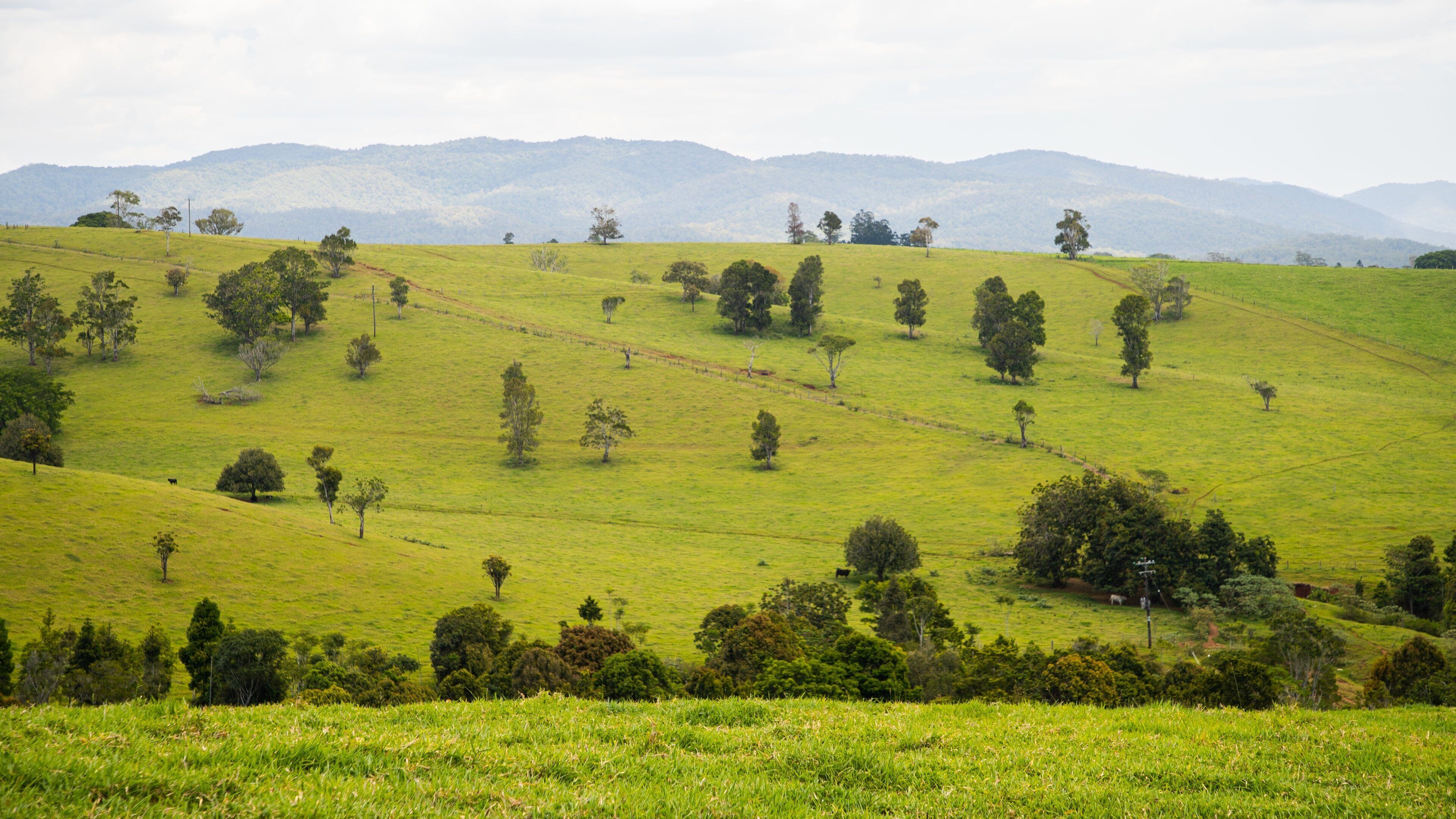 A rolling green hillside with scattered trees and distant mountains.