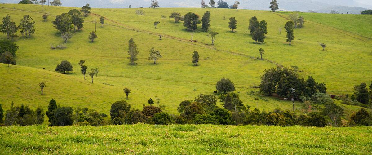 A rolling green hillside with scattered trees and distant mountains.