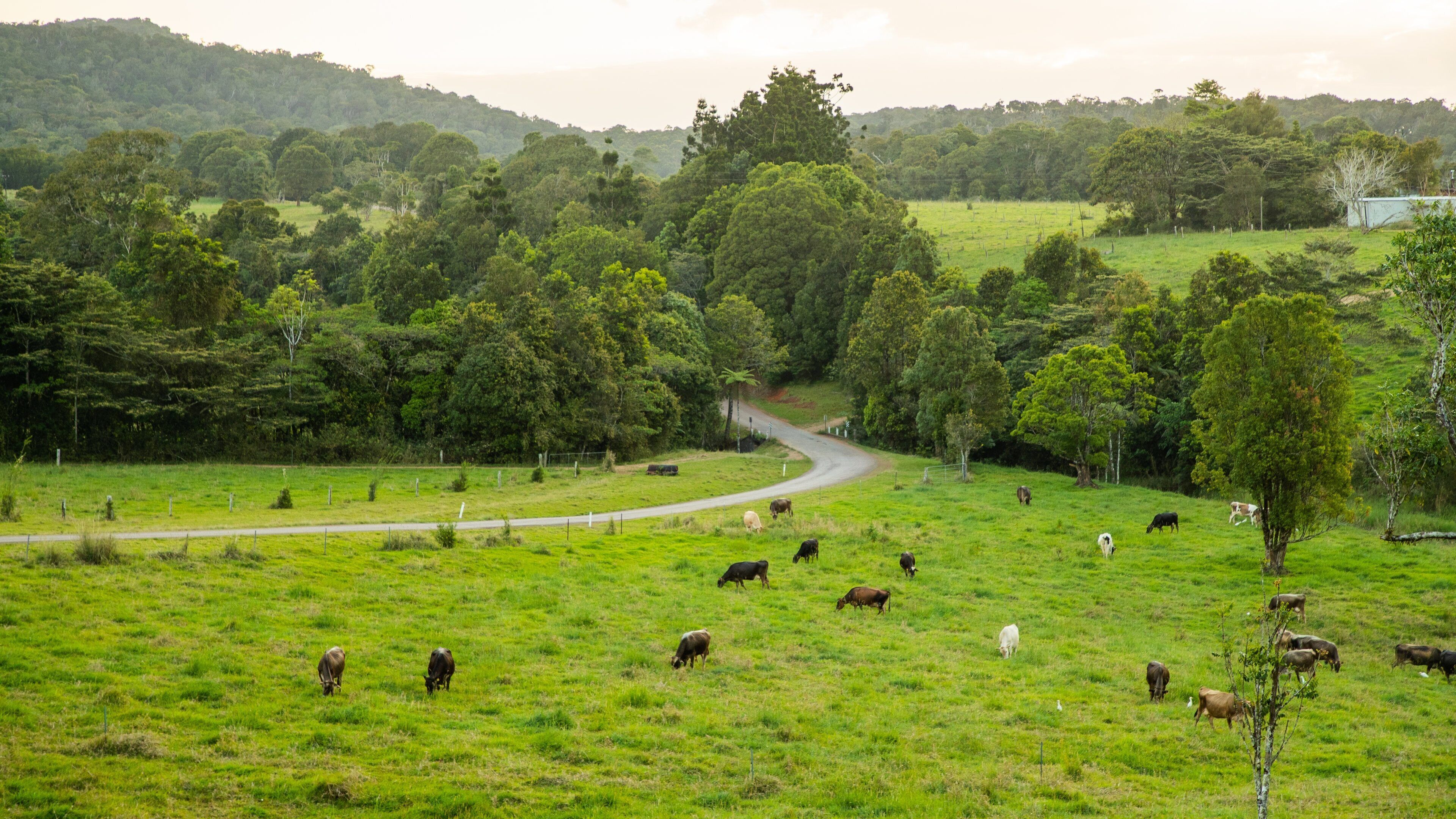 Atherton Tablelands featuring tranquil scenes, landscape views and land animals