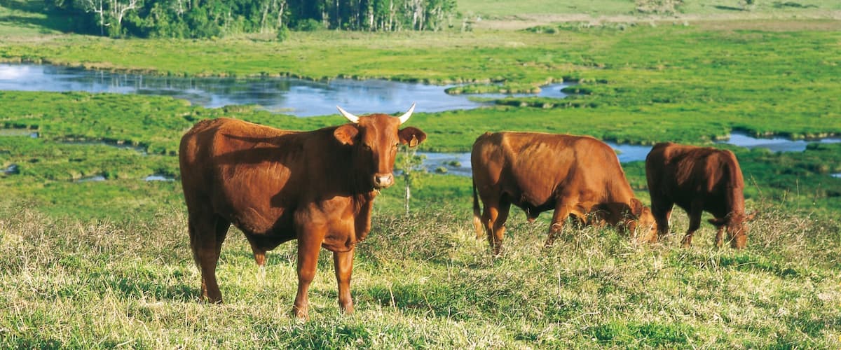 Atherton Tablelands Hotel Guide
