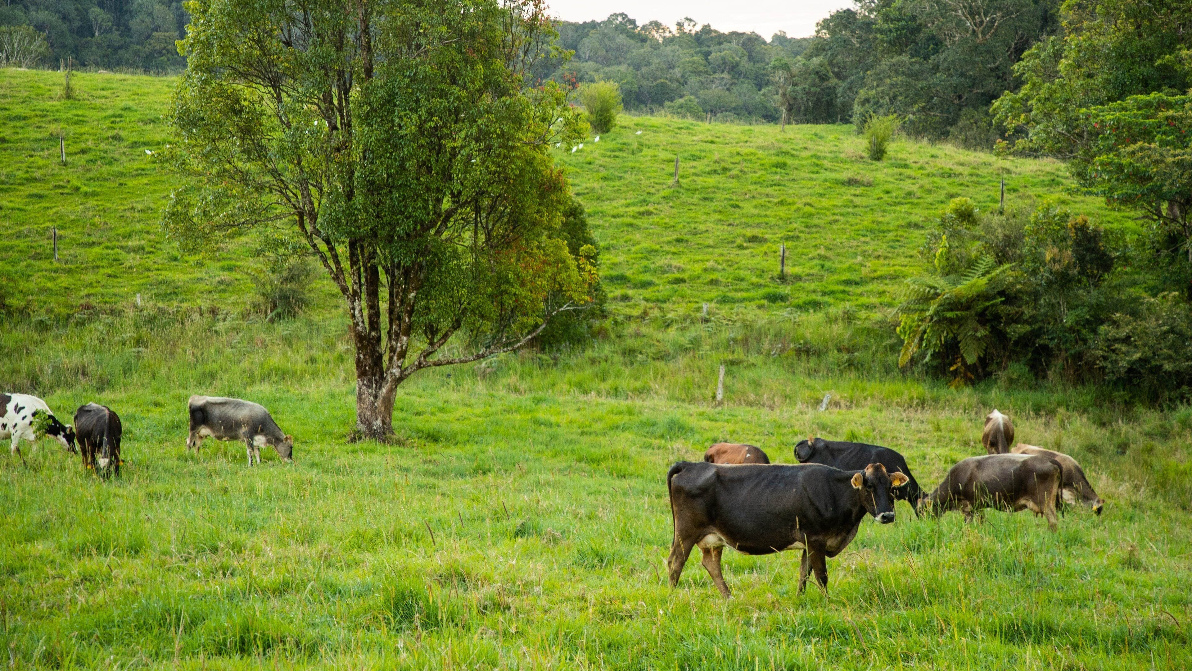 Atherton Tablelands which includes cuddly or friendly animals and farmland