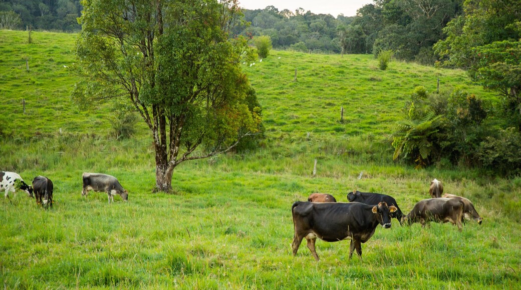 Atherton Tablelands which includes cuddly or friendly animals and farmland