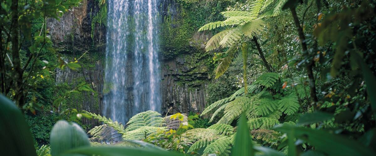Atherton Tablelands showing a cascade and forest scenes