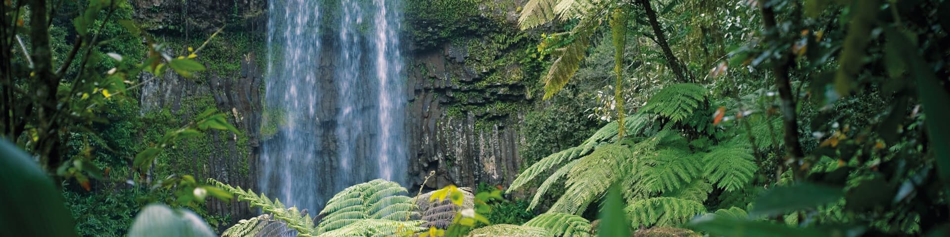 Atherton Tablelands showing a cascade and forest scenes
