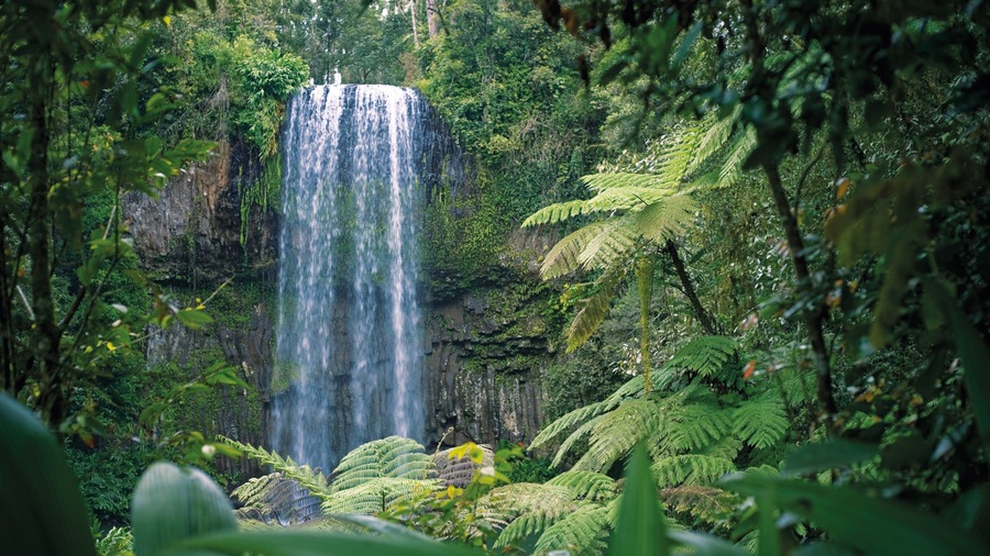 Atherton Tablelands showing a cascade and forest scenes