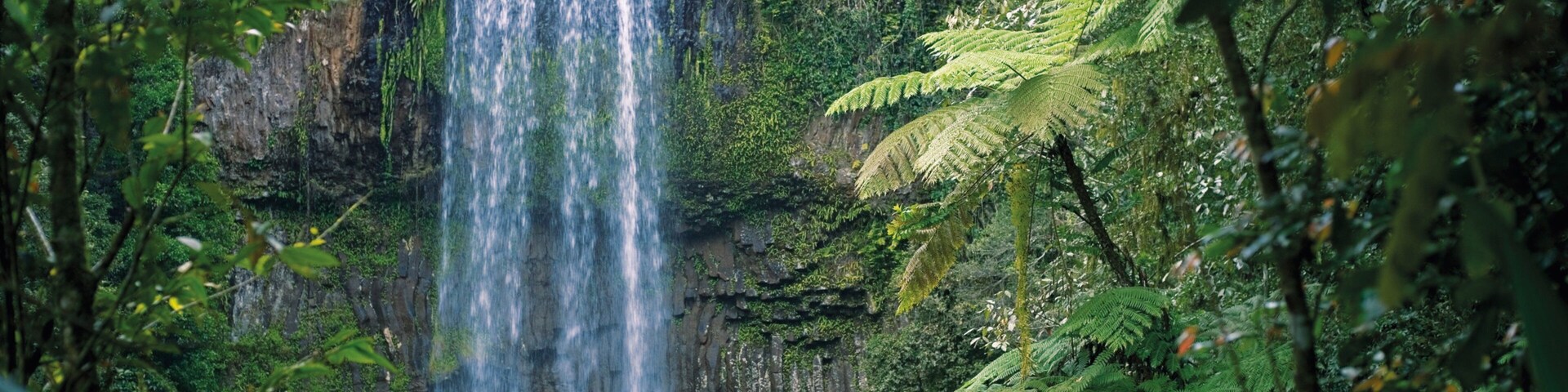 Atherton Tablelands showing a cascade and forest scenes