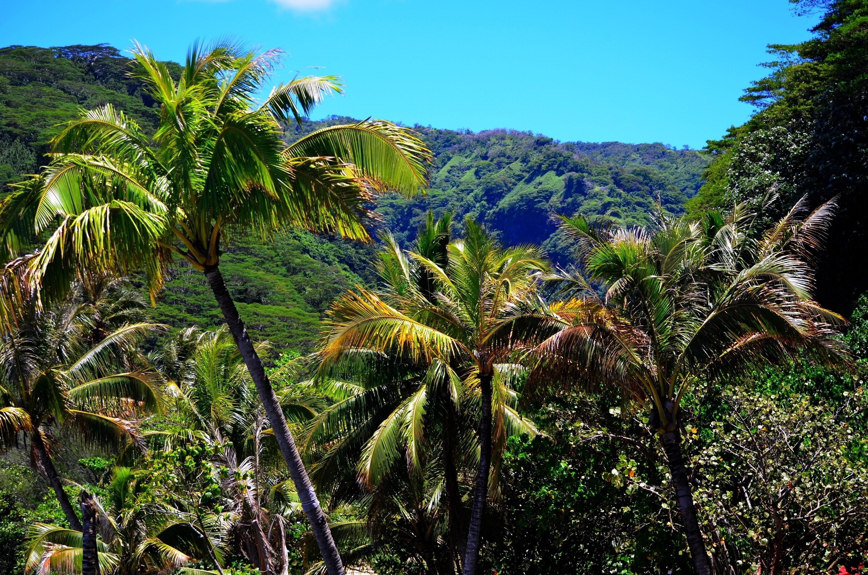 forêt tropicale polynésie française cocotiers verts