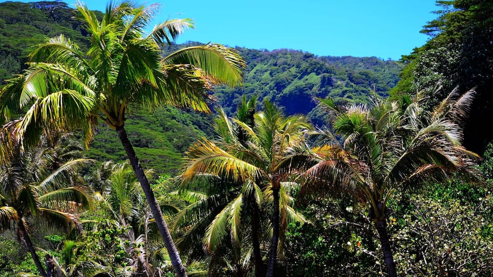 A tropical landscape with palm trees and a mountainous backdrop.