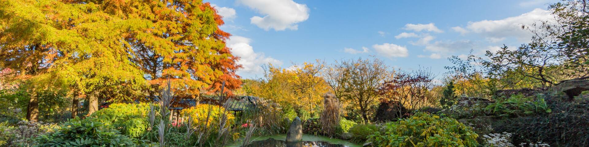 A serene pond surrounded by autumn foliage, with a clear sky above.