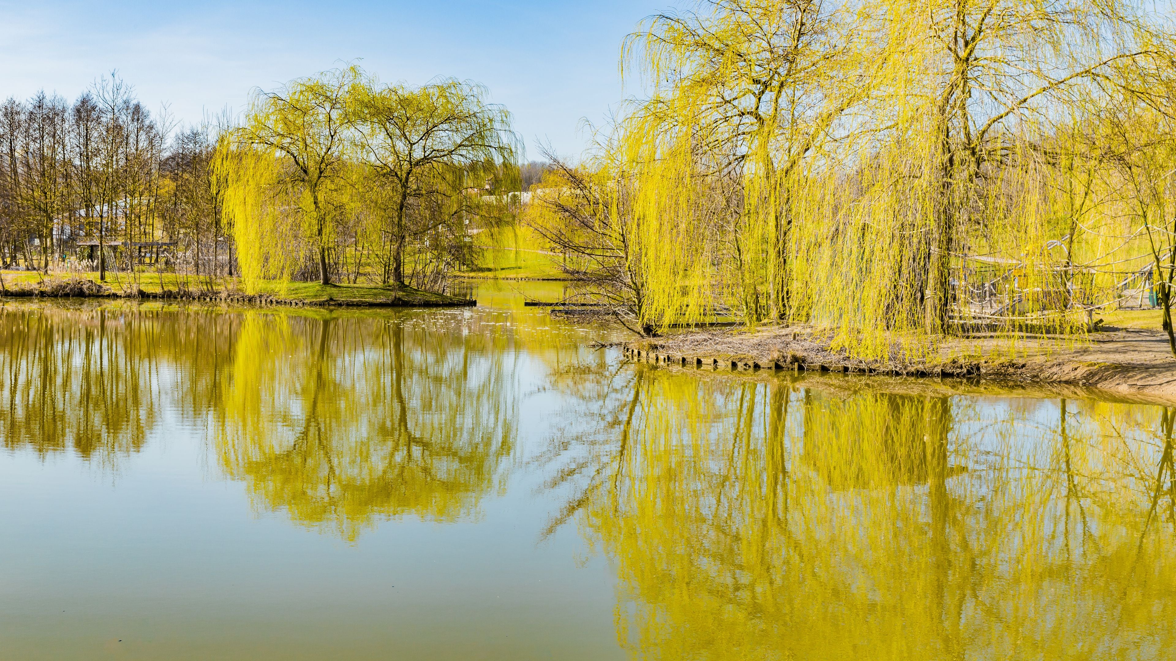 Un lago tranquilo con sauces amarillos reflejándose en el agua.