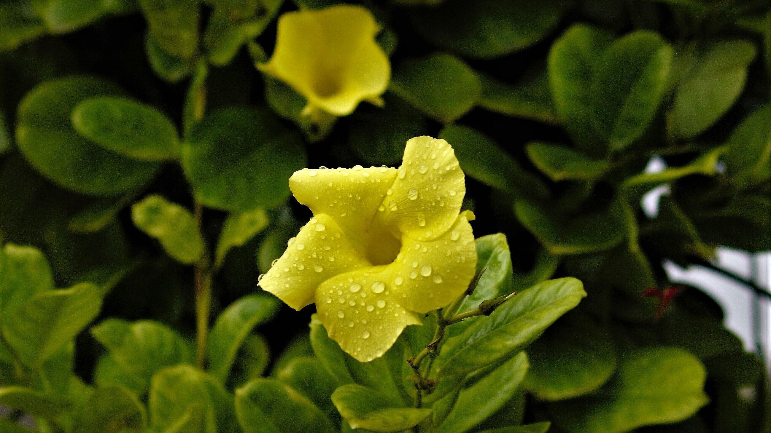 Fresh rain sprinkles on the yellow flowers along a bungalow wall
