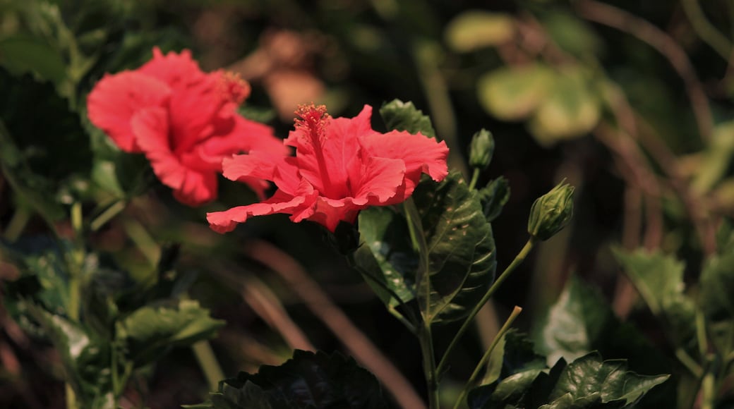 Shoe flower - Hibiscus, early morning bloom.