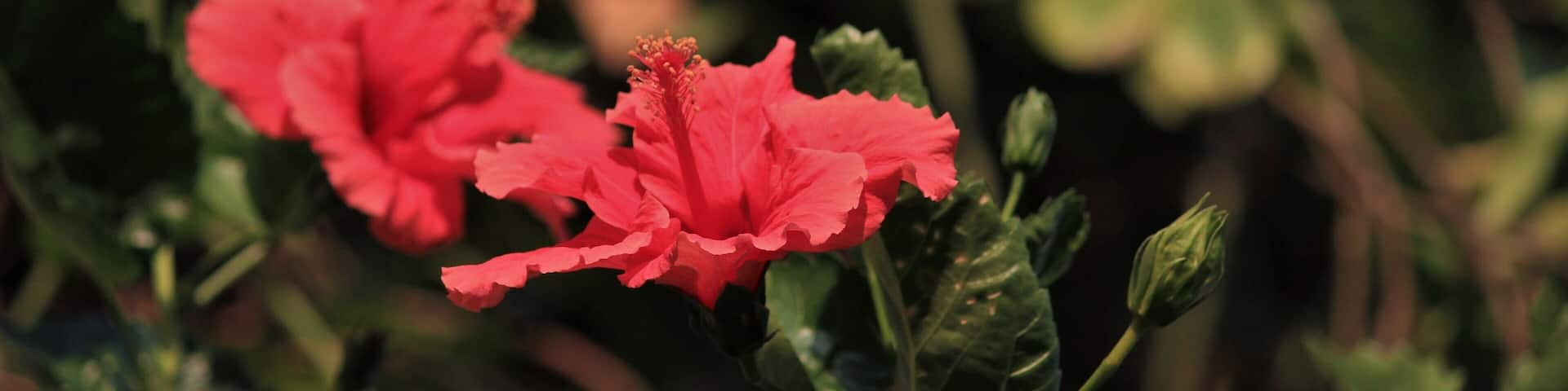 Shoe flower - Hibiscus, early morning bloom.