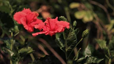 Shoe flower - Hibiscus, early morning bloom.