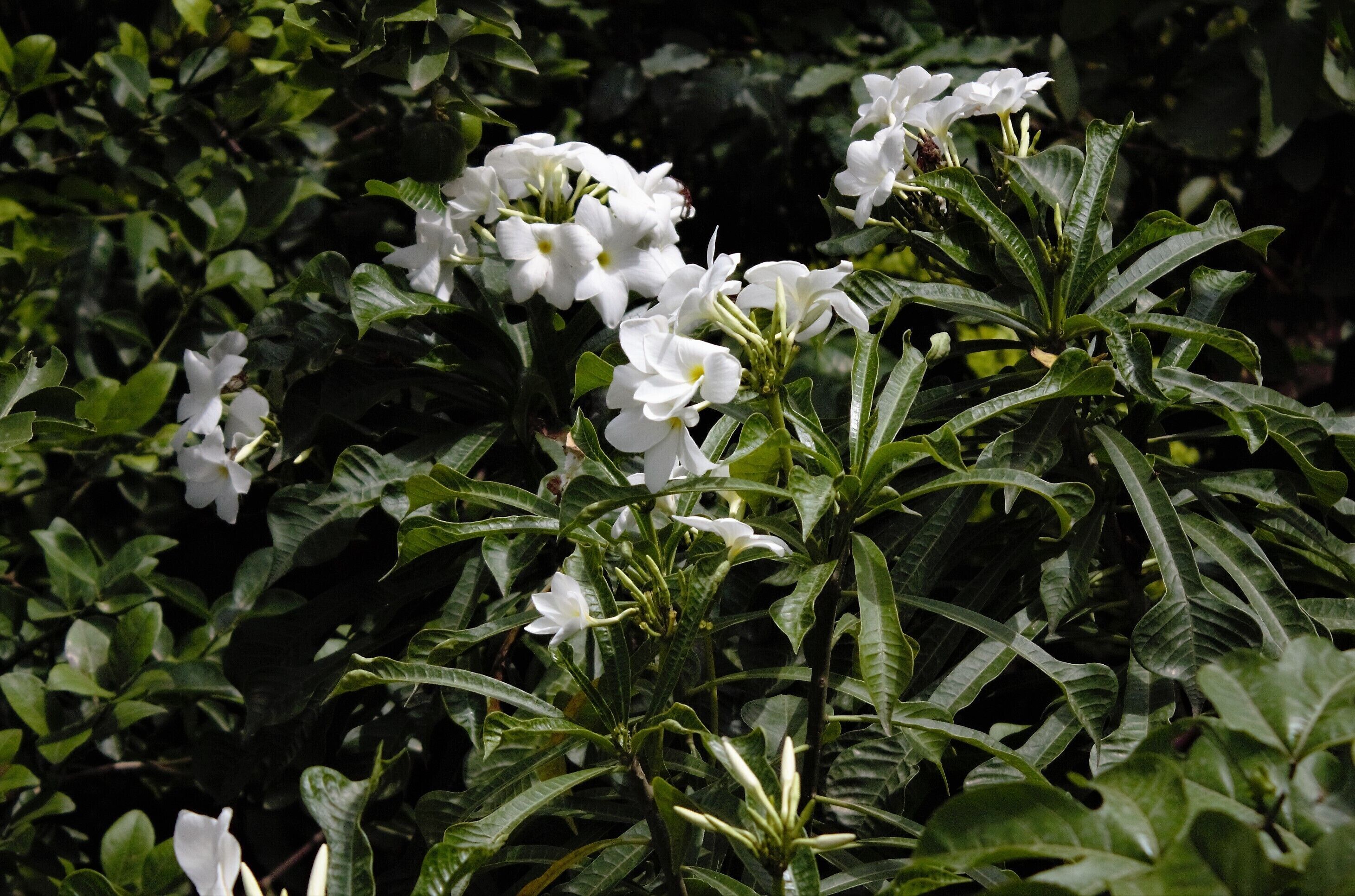 Early morning bloom, white flowers at the break of dawn. Walk through a bungalow garden... 