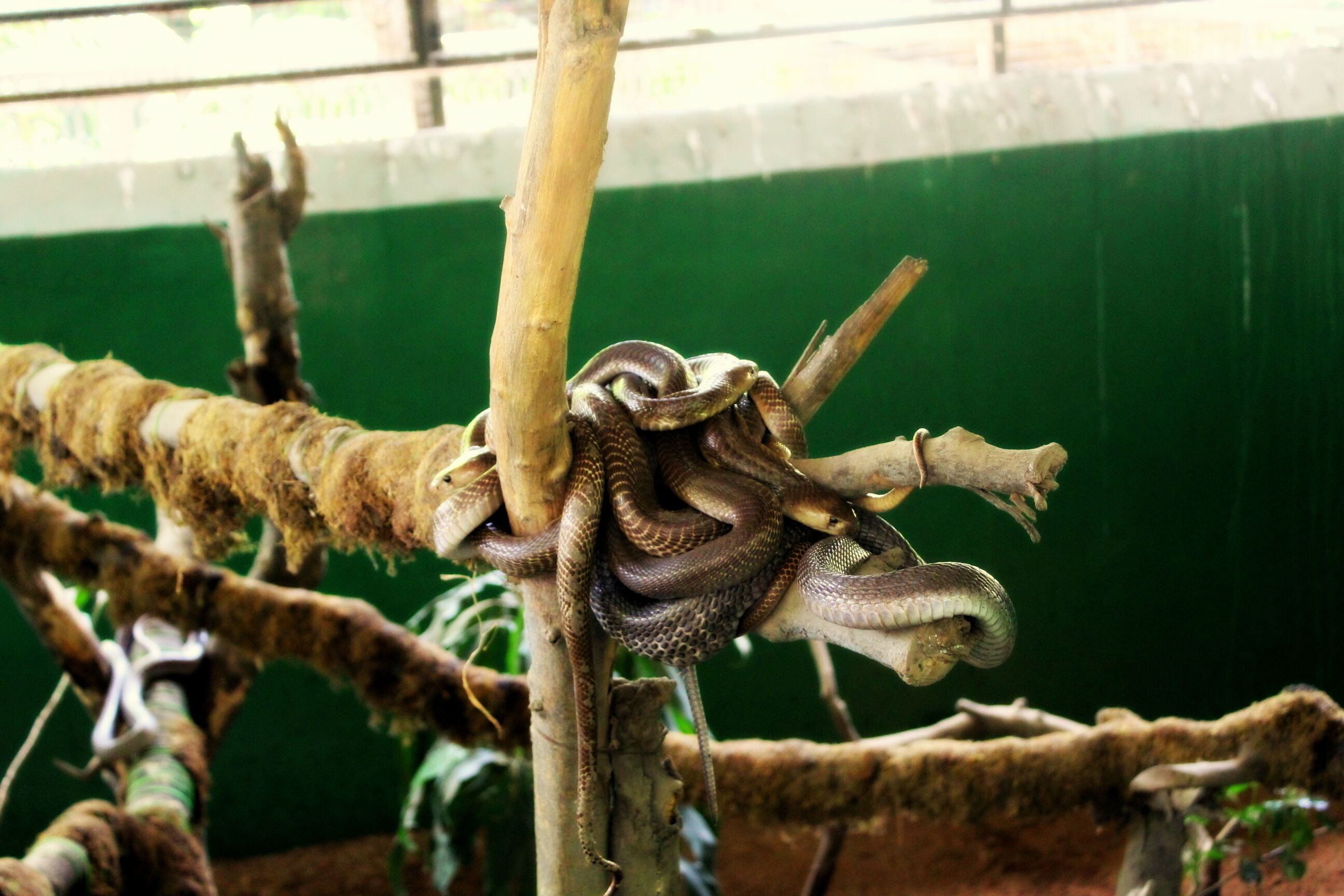 There are number of variety of snakes...