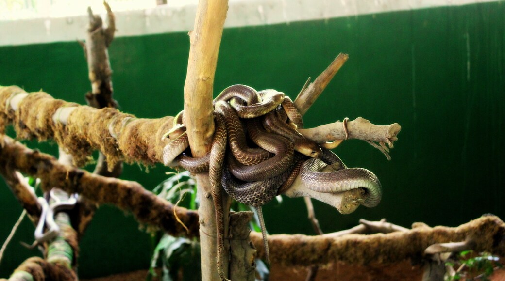 There are number of variety of snakes...