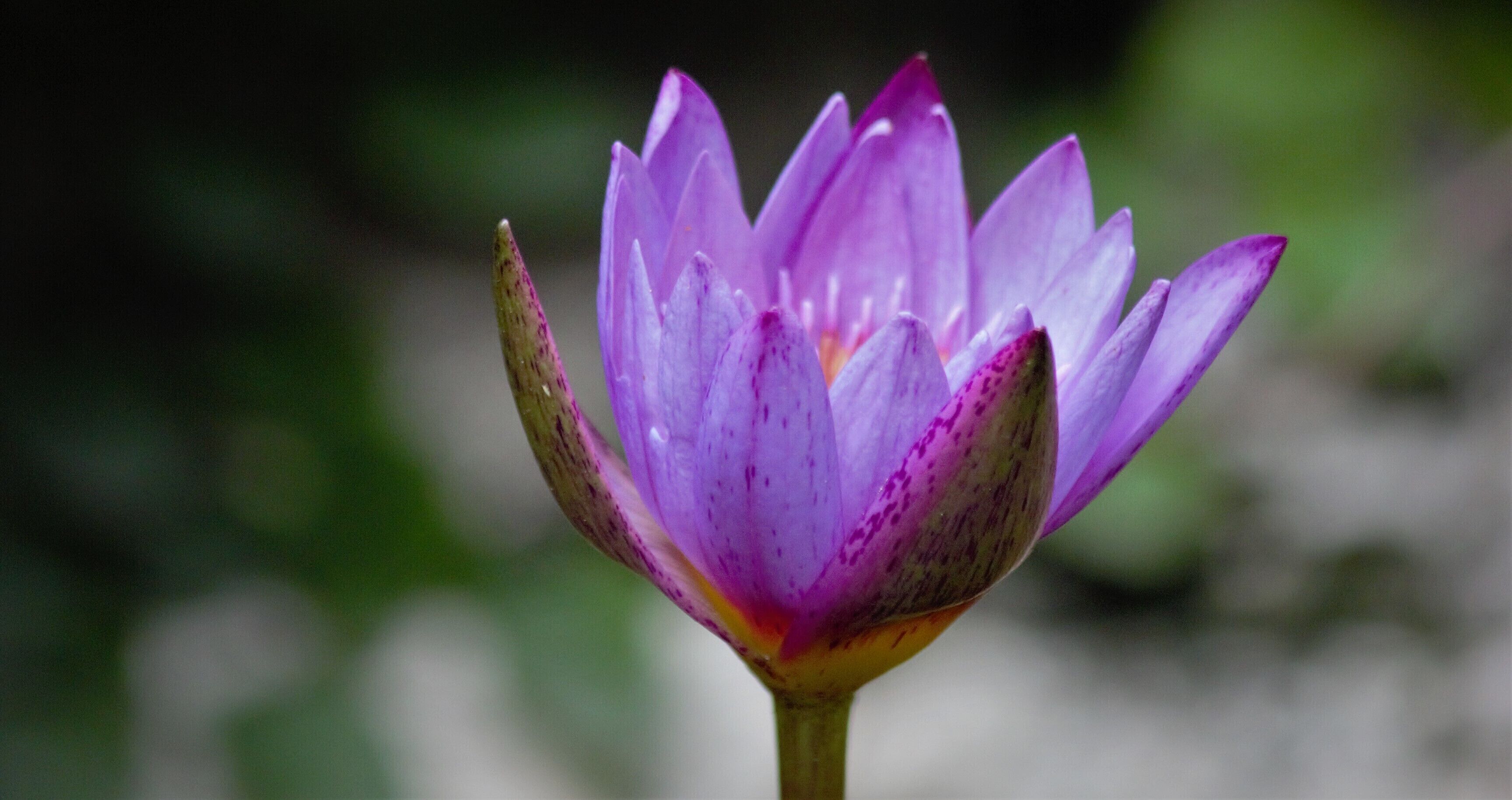 A water lily fresh after the rains.