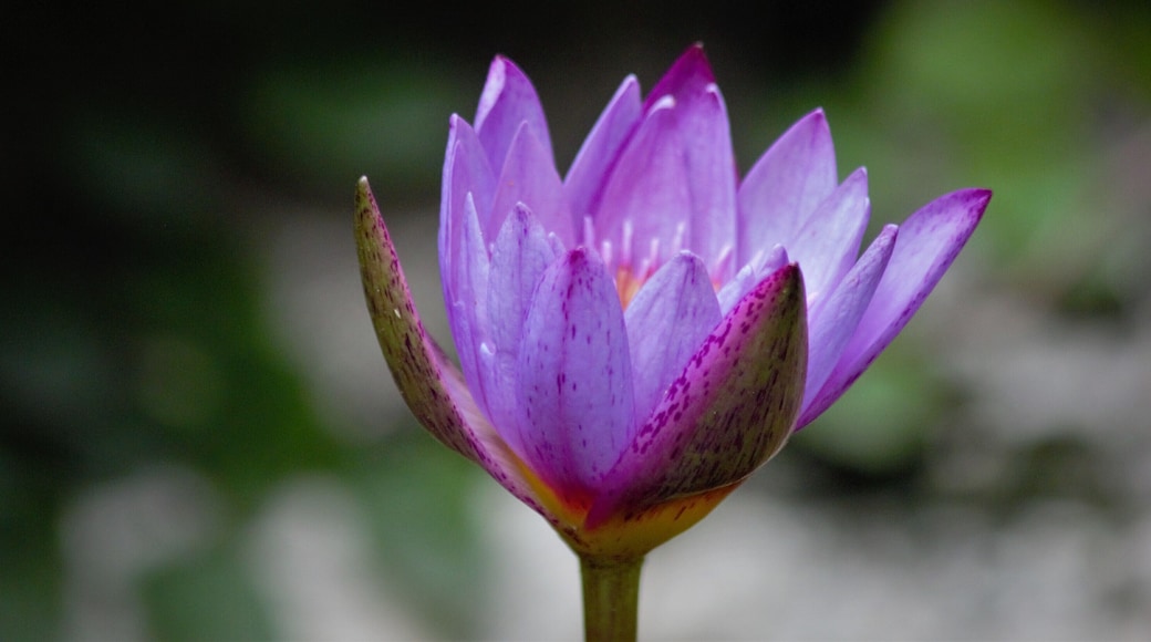 A water lily fresh after the rains.