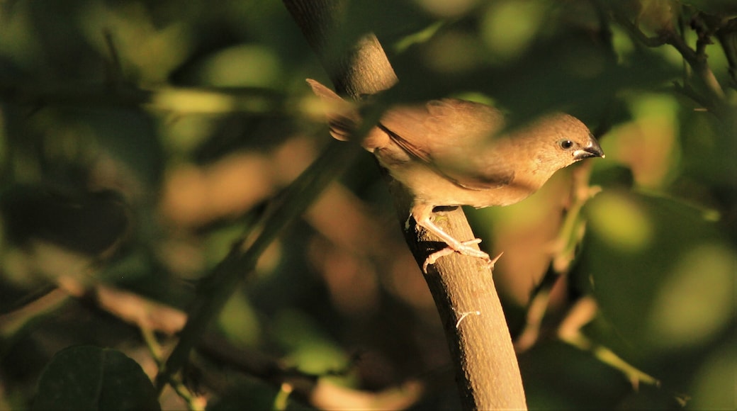 Scaly breasted munia - juvenile