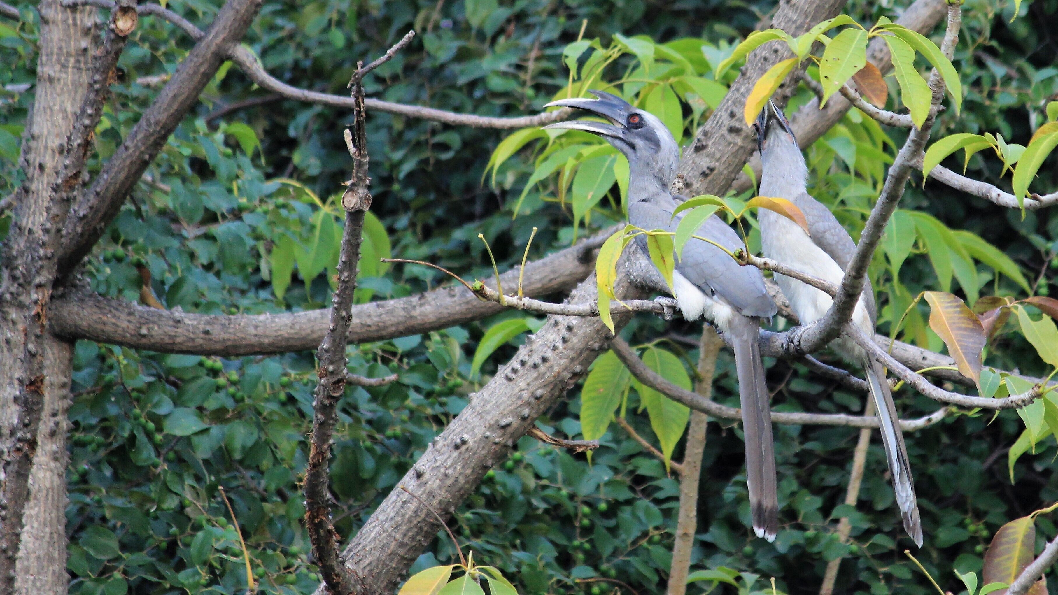 Grey Hornbills, two adults,  that frequent Pallod Farms 2, Baner, Pune Maharashtra, India. In the front yard with clear access to photography!