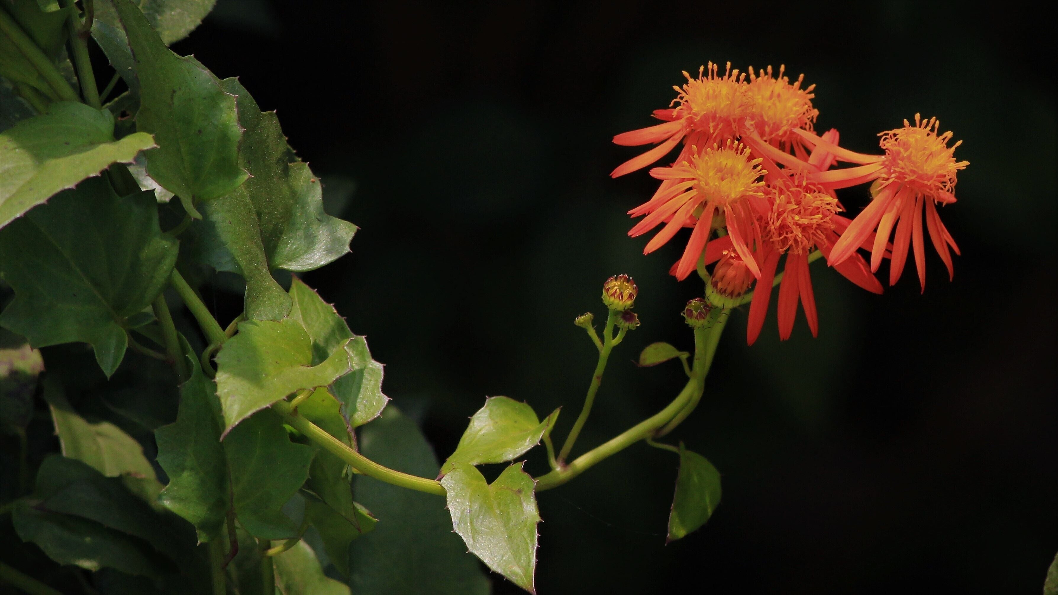 Early morning bloom, wildflowers on the fence