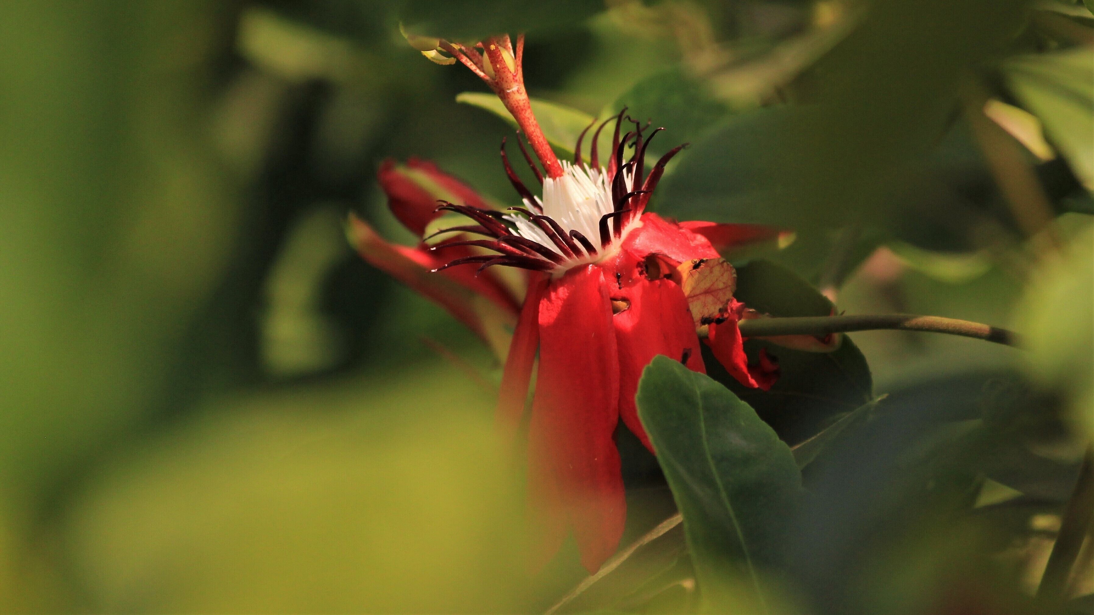 Early morning bloom - Red passion flower peeking through the lemon tree