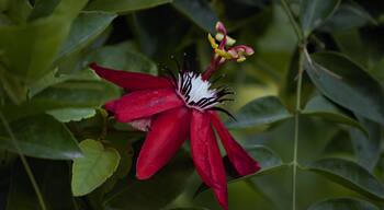 A red passion flower on the fence, again fresh after the rains.