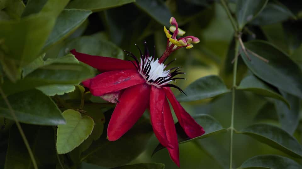 A red passion flower on the fence, again fresh after the rains.