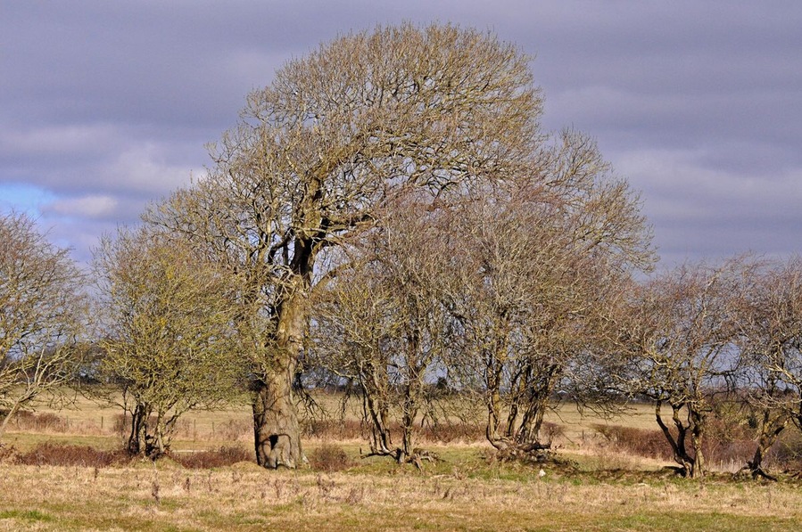 An ancient hedge You can almost sense the tree and shrubs ready to burst into renewed life as a glimpse of sunshine reaches them through the overcast sky.