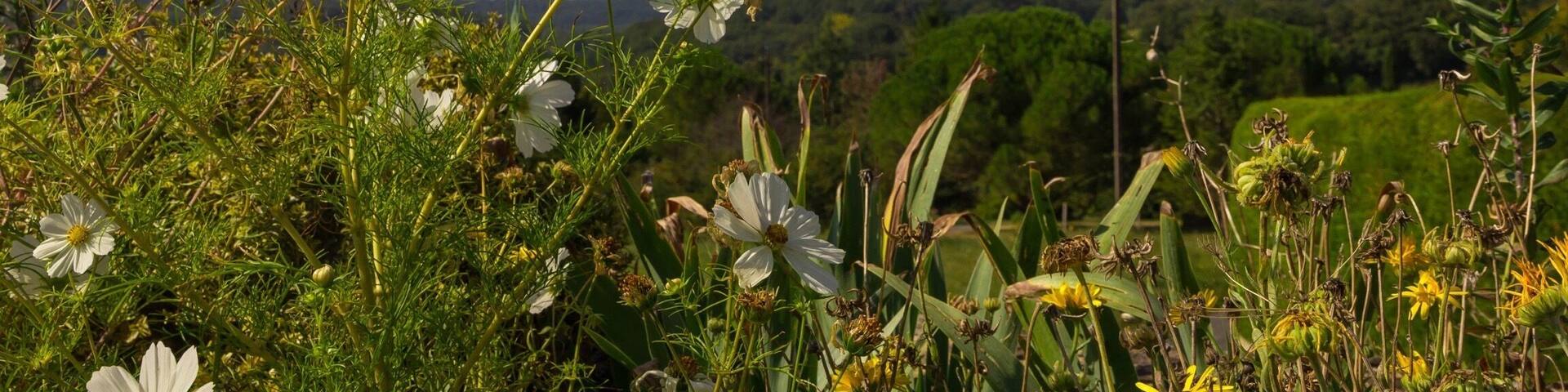Enjoying the local flowers in rural #france #roadtrip