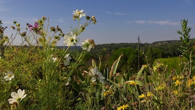 Enjoying the local flowers in rural #france #roadtrip