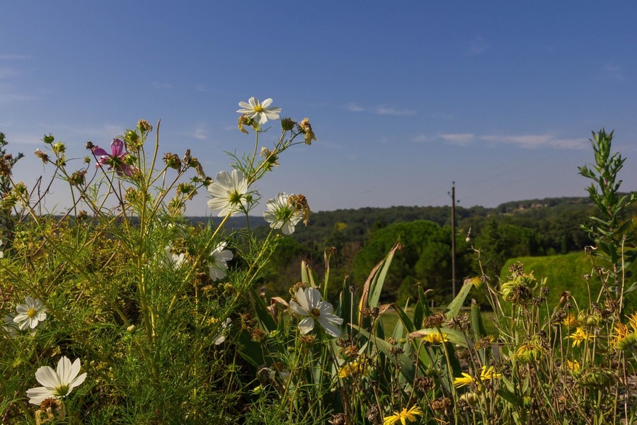 Enjoying the local flowers in rural #france #roadtrip