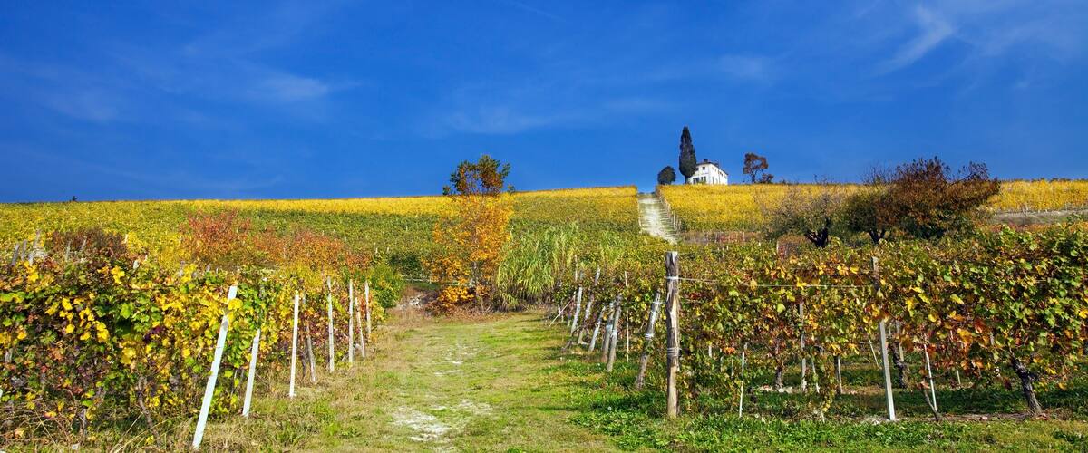 A vineyard with rows of grapevines, a white building, and a clear blue sky.