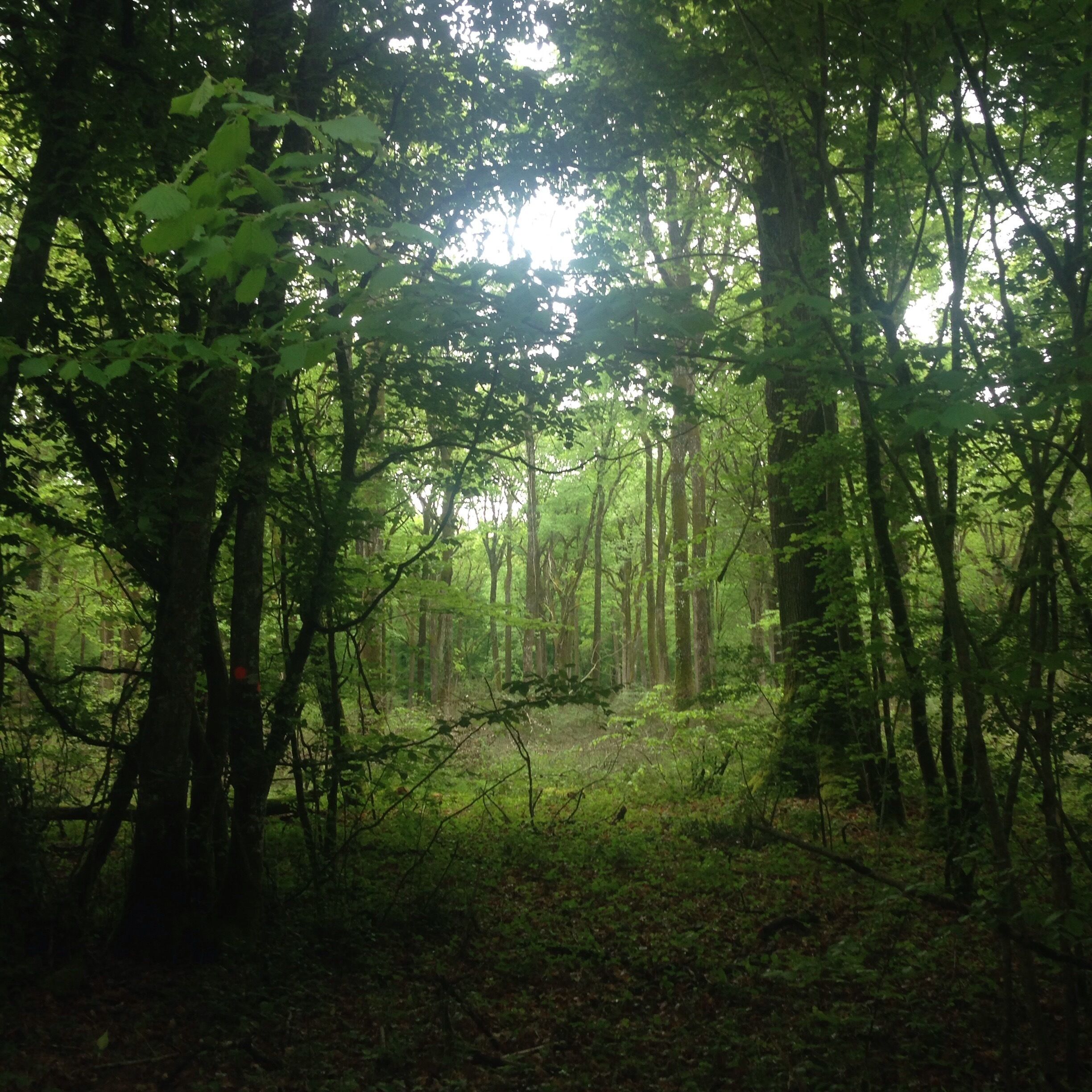 A dense forest with tall trees and sunlight filtering through the canopy.