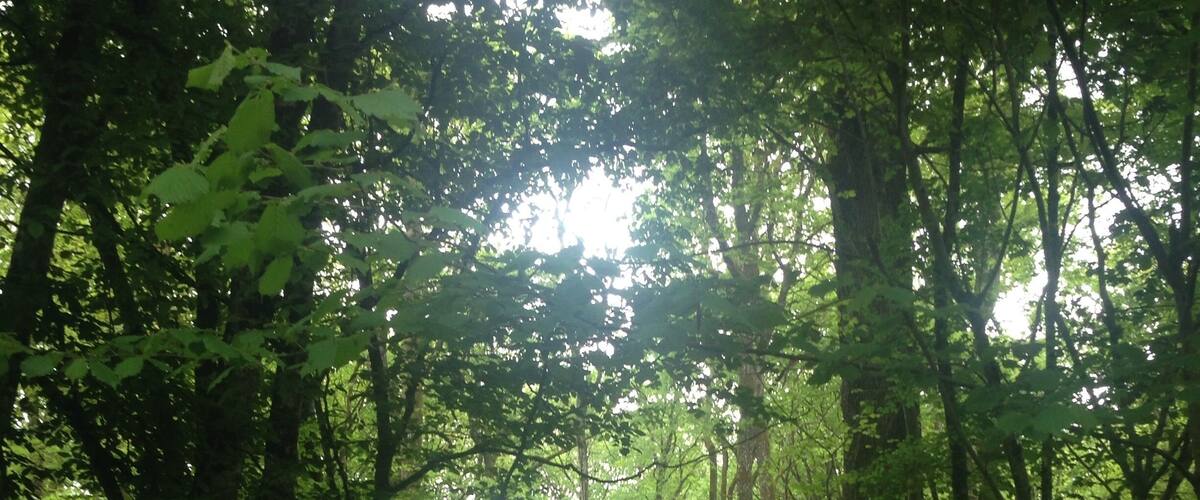 A dense forest with tall trees and sunlight filtering through the canopy.