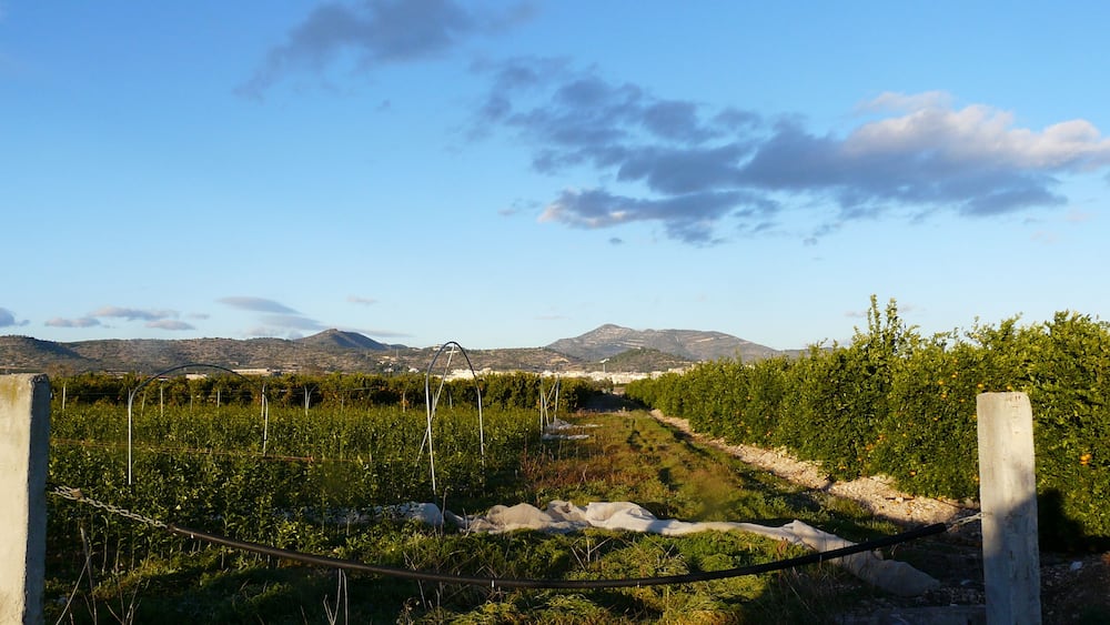 A vineyard with rows of grapevines, a dirt path, and a mountainous backdrop under a clear sky.