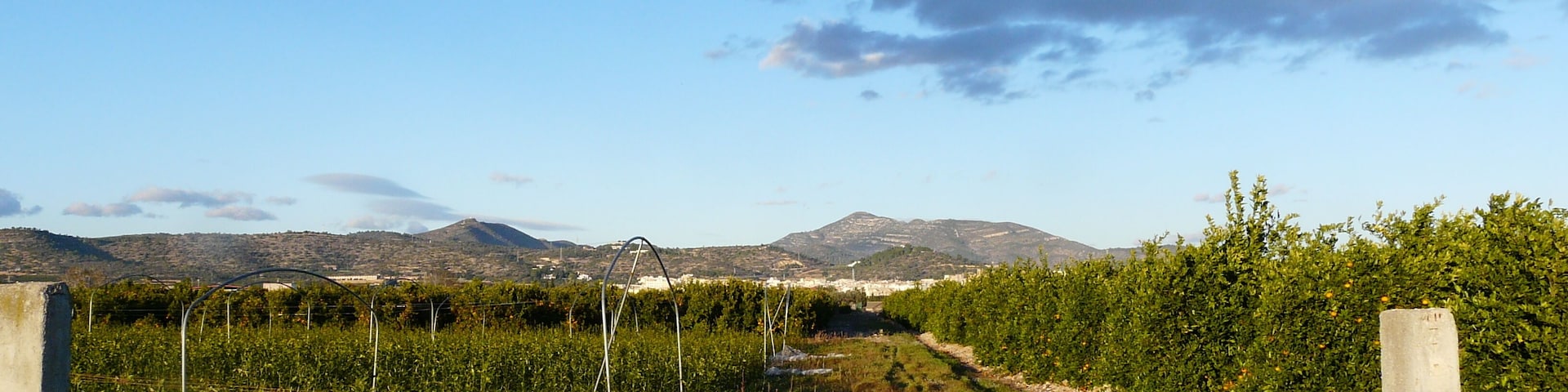 Viñedo con hileras de vides, un sendero de tierra y montañas al fondo bajo un cielo despejado.