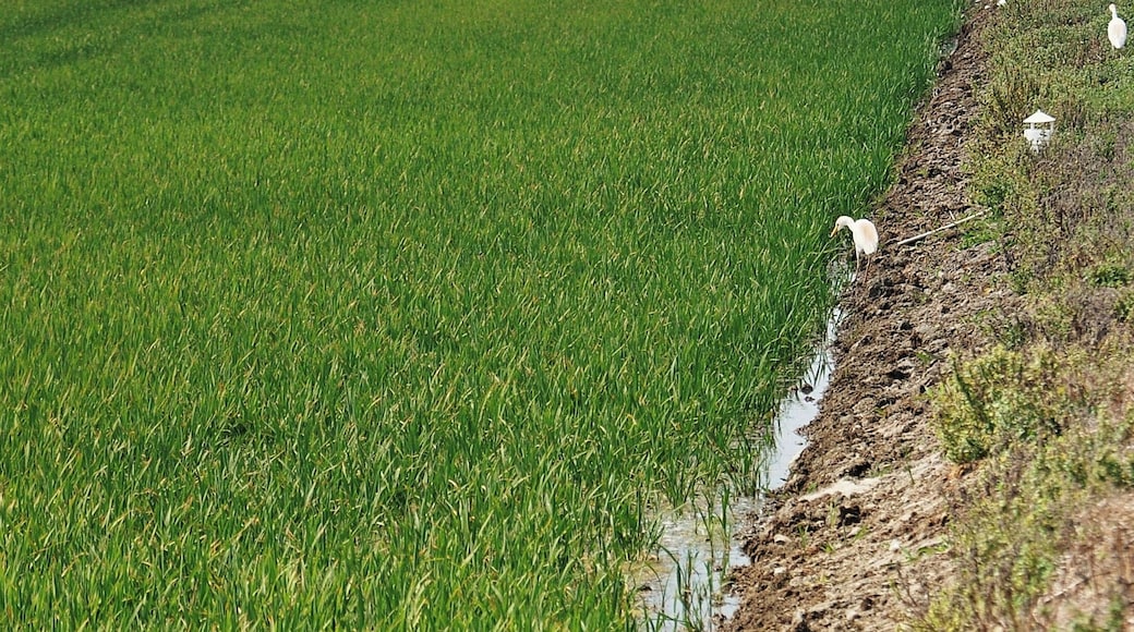 arrozales de poblenou-2011