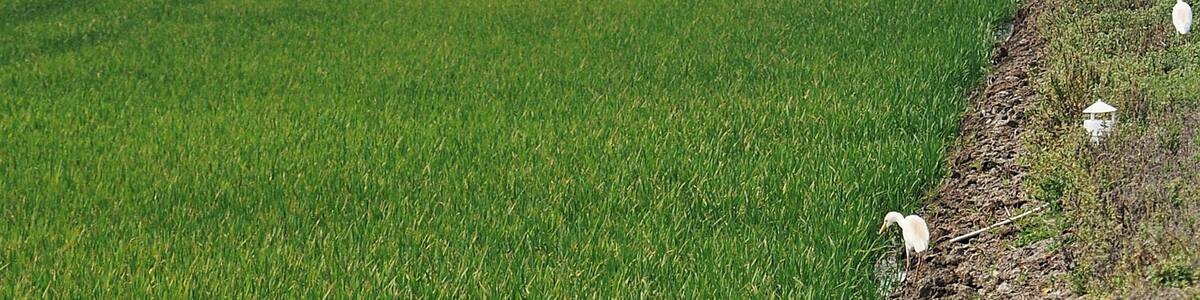 arrozales de poblenou-2011