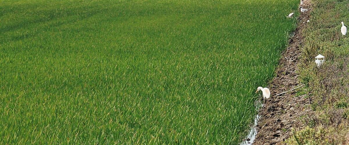 arrozales de poblenou-2011