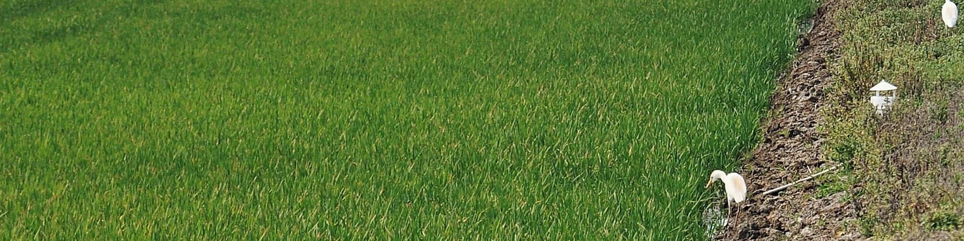 arrozales de poblenou-2011