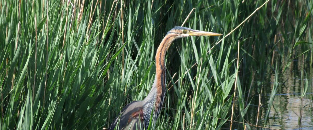 A heron standing in tall green reeds by a calm water body.