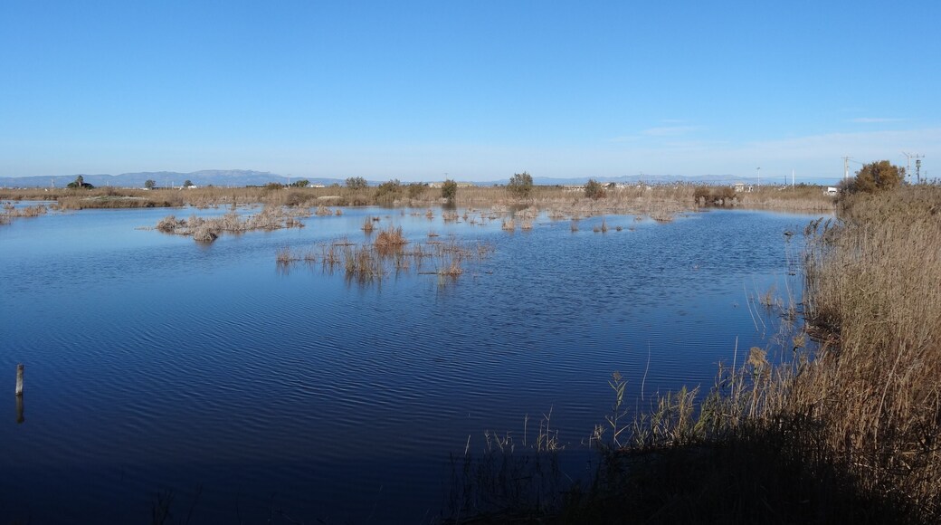 Llacuna de Riet Vell des de l'observatori, Delta de l'Ebre (desembre 2012)